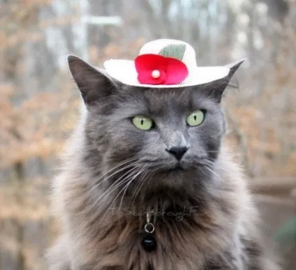 котяча одяг