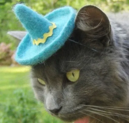 котяча одяг