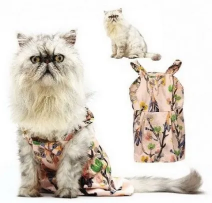 котяча одяг