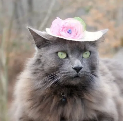 котяча одяг