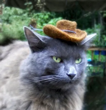 котяча одяг