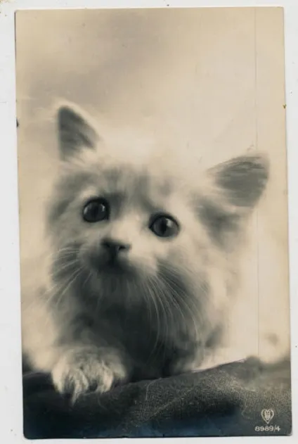 Котячі картинки, або 20 ретро фотографій кішок 20-х років минулого століття (минулого) Котячі картинки, або 20 ретро фотографій кішок 20-х років минулого століття