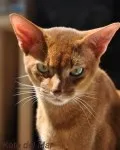 Коти на море просте щастя!