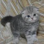 Коти догляд за британськими капловухими (британськими) Коти догляд за британськими капловухими