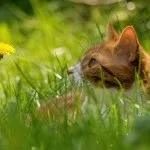 Кошеня, якого я врятував - історії з реального життя (врятував) Кошеня, якого я врятував - історії з реального життя