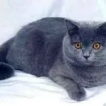 Кошенята британці догляд і годування, висловухі, ціна і фото, окрас, хвороби, котізм (кошенята) Кошенята британці догляд і годування, висловухі, ціна і фото, окрас, хвороби, котізм