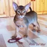 Коти на море просте щастя!