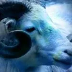 Козеріг Козеріг сумісність в любовних відносинах (козерог) Козеріг Козеріг сумісність в любовних відносинах