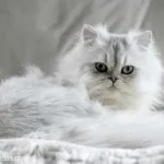 Кошенята британці догляд і годування, висловухі, ціна і фото, окрас, хвороби, котізм (британці) Кошенята британці догляд і годування, висловухі, ціна і фото, окрас, хвороби, котізм