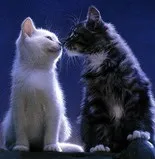 Кот або кішка хто краще, кого завести (кого) Кот або кішка хто краще, кого завести