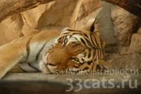 Кот, який став зірка футбольного матчу в Ліверпулі, шукає господарів (кота футбольному полі) Кот, який став зірка футбольного матчу в Ліверпулі, шукає господарів