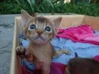 Коти на море просте щастя!