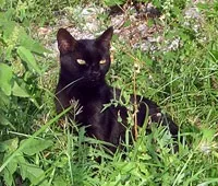 Кот, який став зірка футбольного матчу в Ліверпулі, шукає господарів (кота футбольному полі) Кот, який став зірка футбольного матчу в Ліверпулі, шукає господарів