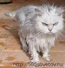 Кот кусається і дряпається