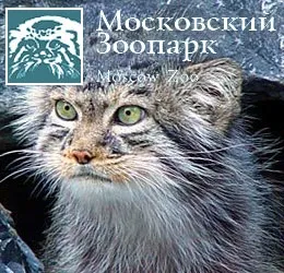 Кот, який став зірка футбольного матчу в Ліверпулі, шукає господарів (зірка) Кот, який став зірка футбольного матчу в Ліверпулі, шукає господарів