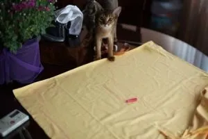 Костюм бджілки своїми руками (руками) Костюм бджілки своїми руками