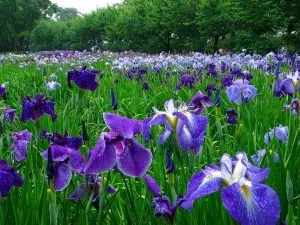 Красиві і незвичайні іриси (іриси) Красиві і незвичайні іриси
