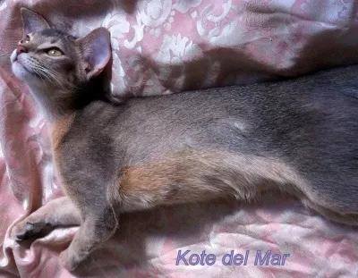 Коти на море просте щастя!