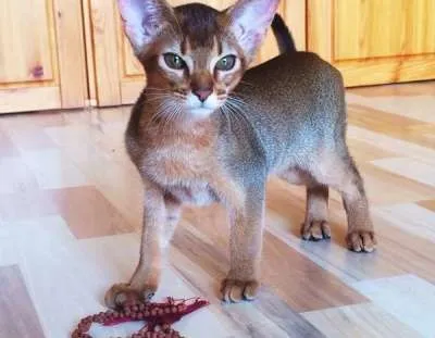 Коти на море просте щастя!