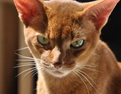 Коти на море просте щастя!