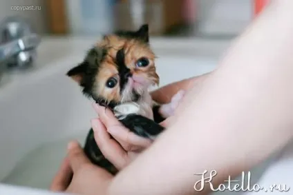 Кошеня пищить і шукає маму