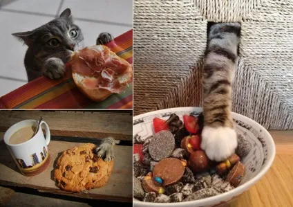Коти-розбійники 15 фото котів, спійманих на гарячому (котів) Коти-розбійники 15 фото котів, спійманих на гарячому