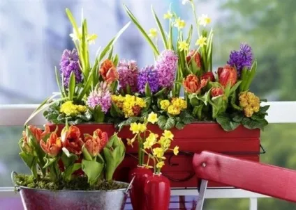Красиві балконні квіти - перші кроки для початківців квітникарів (перші) Красиві балконні квіти - перші кроки для початківців квітникарів