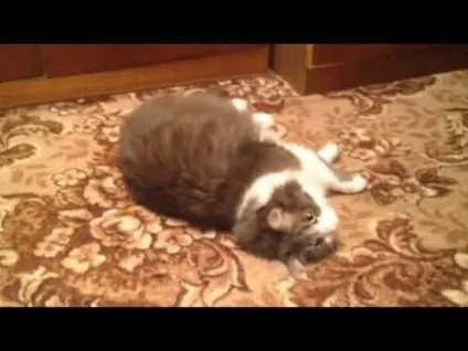 Котервін інструкція із застосування, склад, як давати (застосування) Котервін інструкція із застосування, склад, як давати