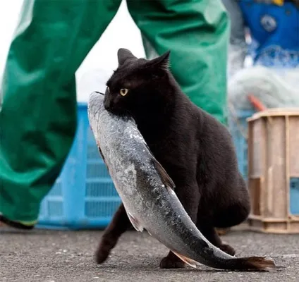 Коти-розбійники 15 фото котів, спійманих на гарячому (фото) Коти-розбійники 15 фото котів, спійманих на гарячому