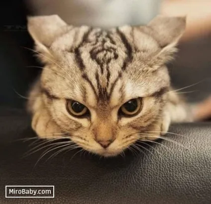 Кошеня в будинку чим годувати (кількості) Кошеня в будинку чим годувати
