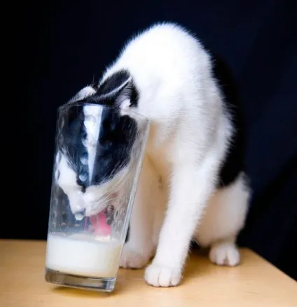 Коти-розбійники 15 фото котів, спійманих на гарячому (котів) Коти-розбійники 15 фото котів, спійманих на гарячому