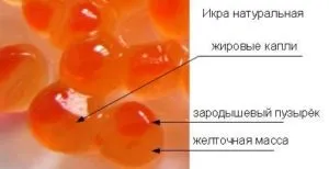 Червона ікра для годуючих матерів (червоної ікри По-перше) Червона ікра для годуючих матерів