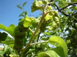 Червоніють листя яблуні причини, що робити, профілактика (причини) Червоніють листя яблуні причини, що робити, профілактика