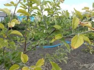 Червоніють листя яблуні причини, що робити, профілактика (червоніють) Червоніють листя яблуні причини, що робити, профілактика