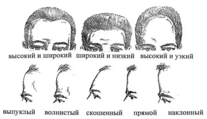 Краса людини залежить від форми його чола