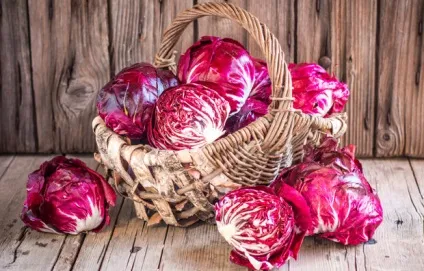 Червонокачанна капуста калорійність, користь і шкода продукту