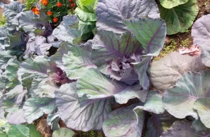 Червонокачанна капуста калорійність, користь і шкода продукту