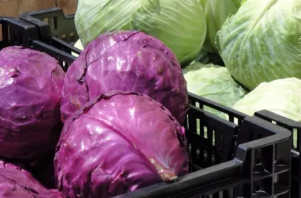 Червонокачанна капуста калорійність, користь і шкода продукту