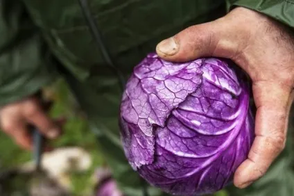 Червонокачанна капуста калорійність, користь і шкода продукту