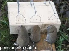 Кроти в саду