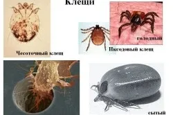 Кролик линяє що робити