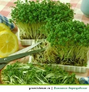 Кресс салат на підвіконні як виростити правильно (як виростити салат на підвіконні) Кресс салат на підвіконні як виростити правильно