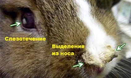 Кролик чхає що робити