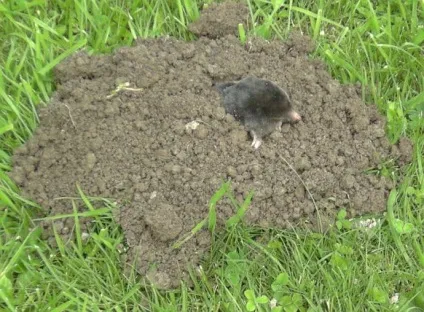 Кроти підземні одинаки