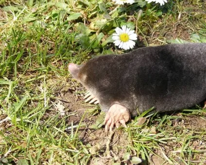 Кроти підземні одинаки