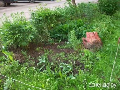 Хто ще садить квіти біля під'їзду група клумби і квітники (під'їзду) Хто ще садить квіти біля під'їзду група клумби і квітники