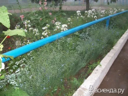 Хто ще садить квіти біля під'їзду група клумби і квітники (під'їзду) Хто ще садить квіти біля під'їзду група клумби і квітники