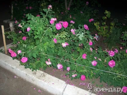 Хто ще садить квіти біля під'їзду група клумби і квітники (під'їзду) Хто ще садить квіти біля під'їзду група клумби і квітники