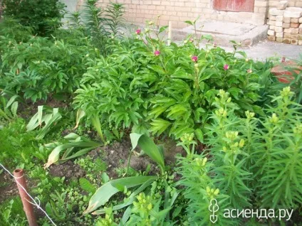 Хто ще садить квіти біля під'їзду група клумби і квітники (квіти) Хто ще садить квіти біля під'їзду група клумби і квітники