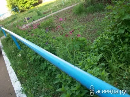 Хто ще садить квіти біля під'їзду група клумби і квітники (квітники) Хто ще садить квіти біля під'їзду група клумби і квітники